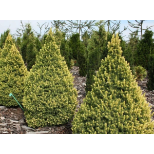 Smrek biely (Picea glauca) ´RAINBOW´S END´ – výška 20-30 cm, kont. C3L